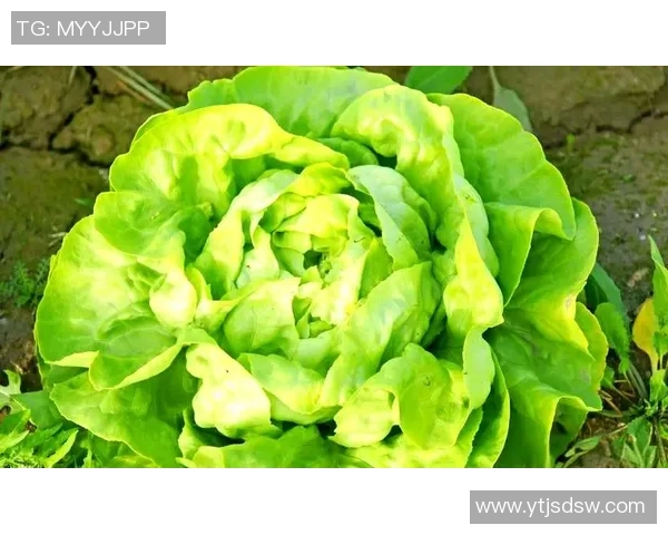 如何从普通少年成长为足球球星实现梦想的全方位指南